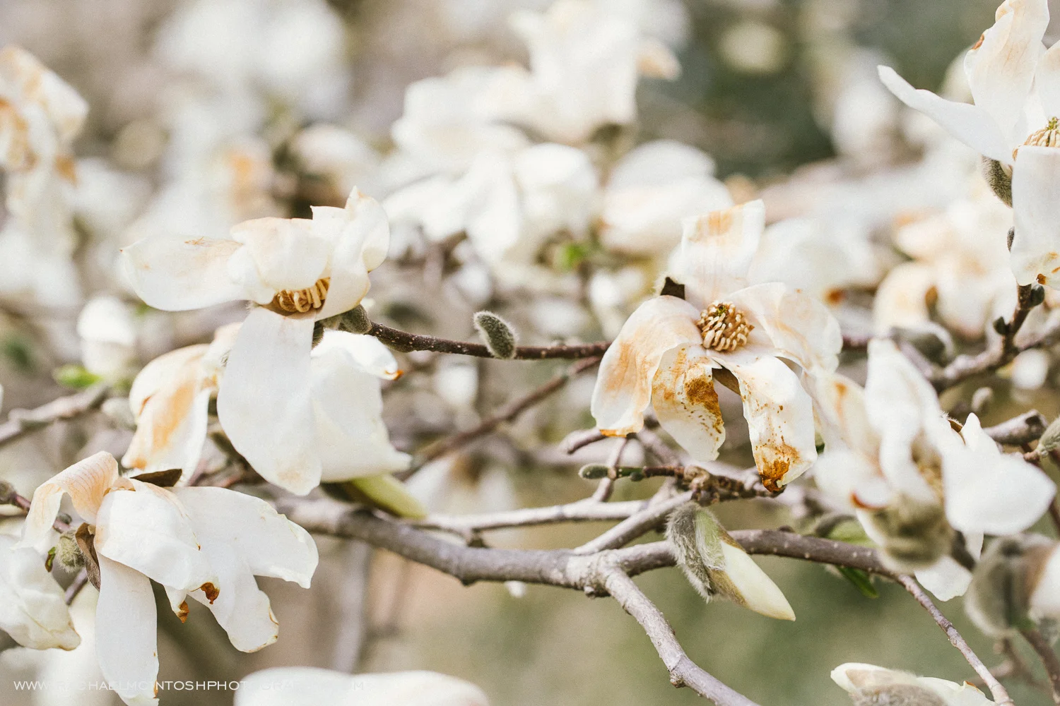 Spring Engagement Session-Asheville Wedding Photographer 1.jpeg