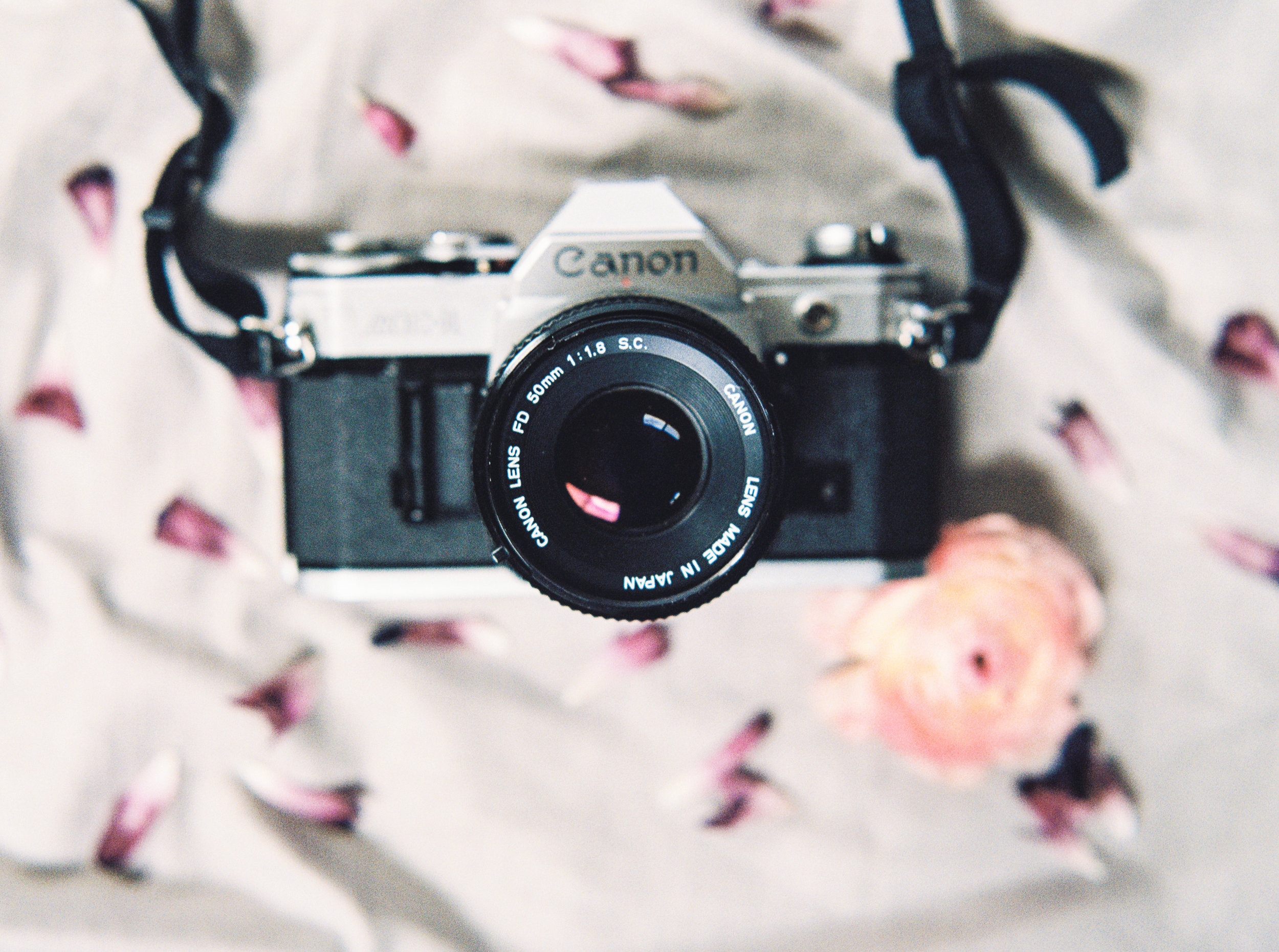 camera and petals-1.jpg