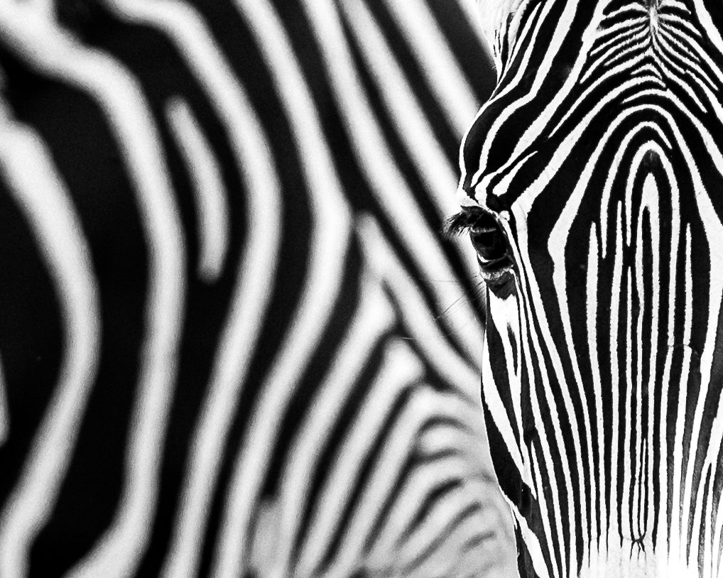 Animals-RMP-27.jpg