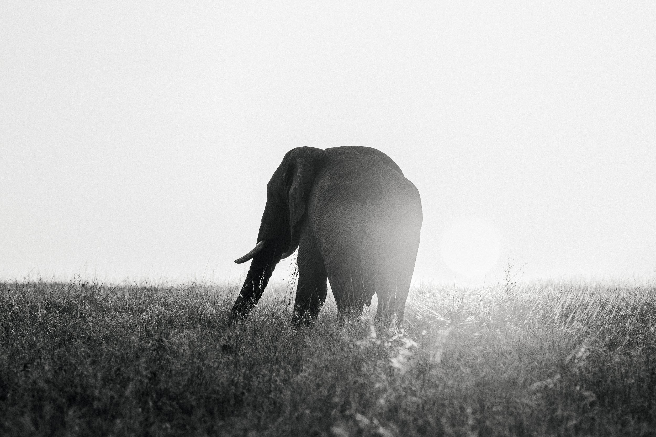 Animals-RMP-25.jpg
