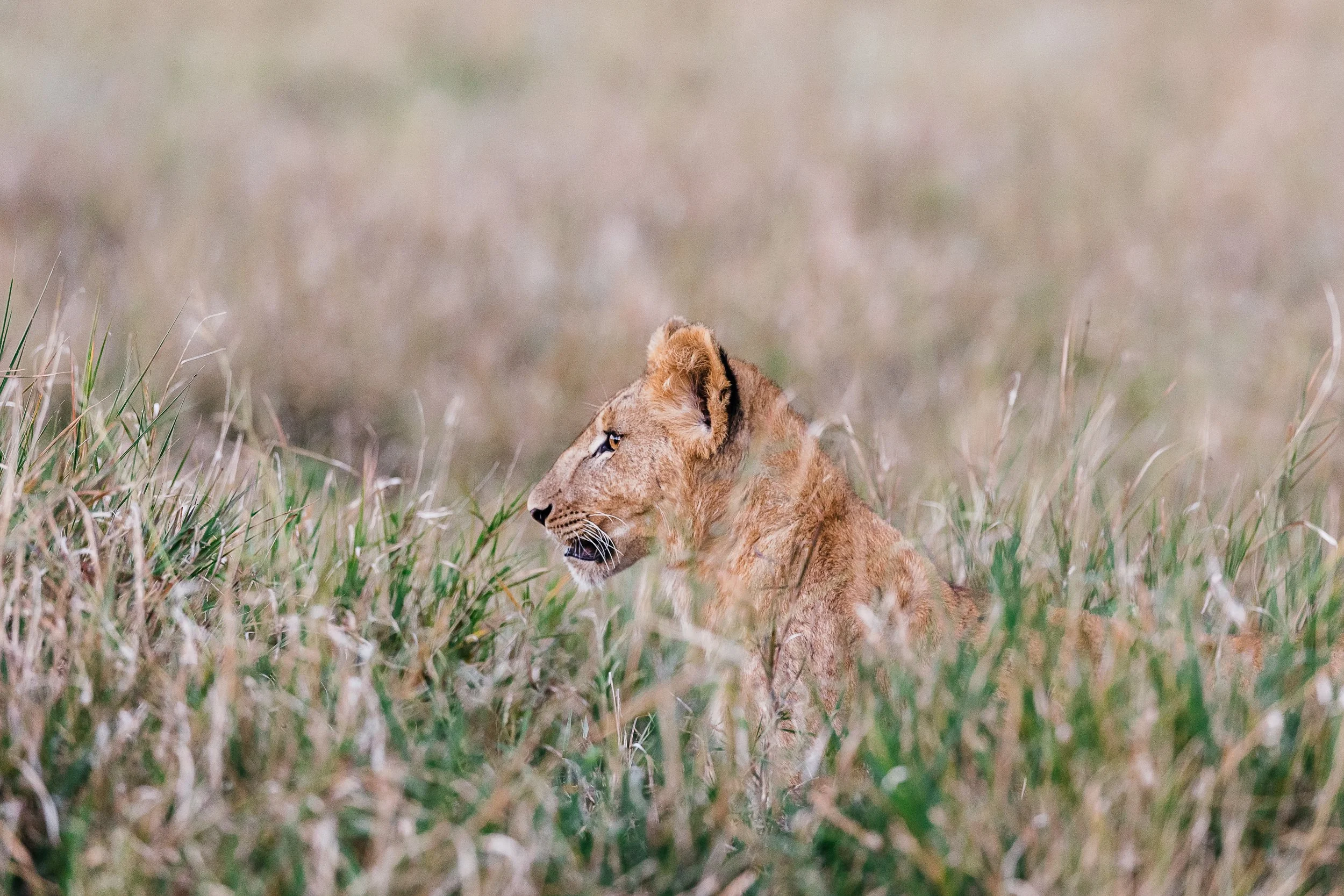 Animals-RMP-19.jpg