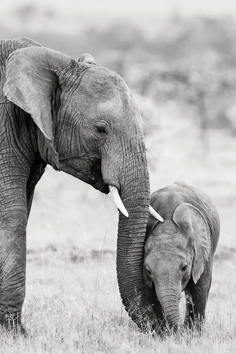 Animals-RMP-71.jpg