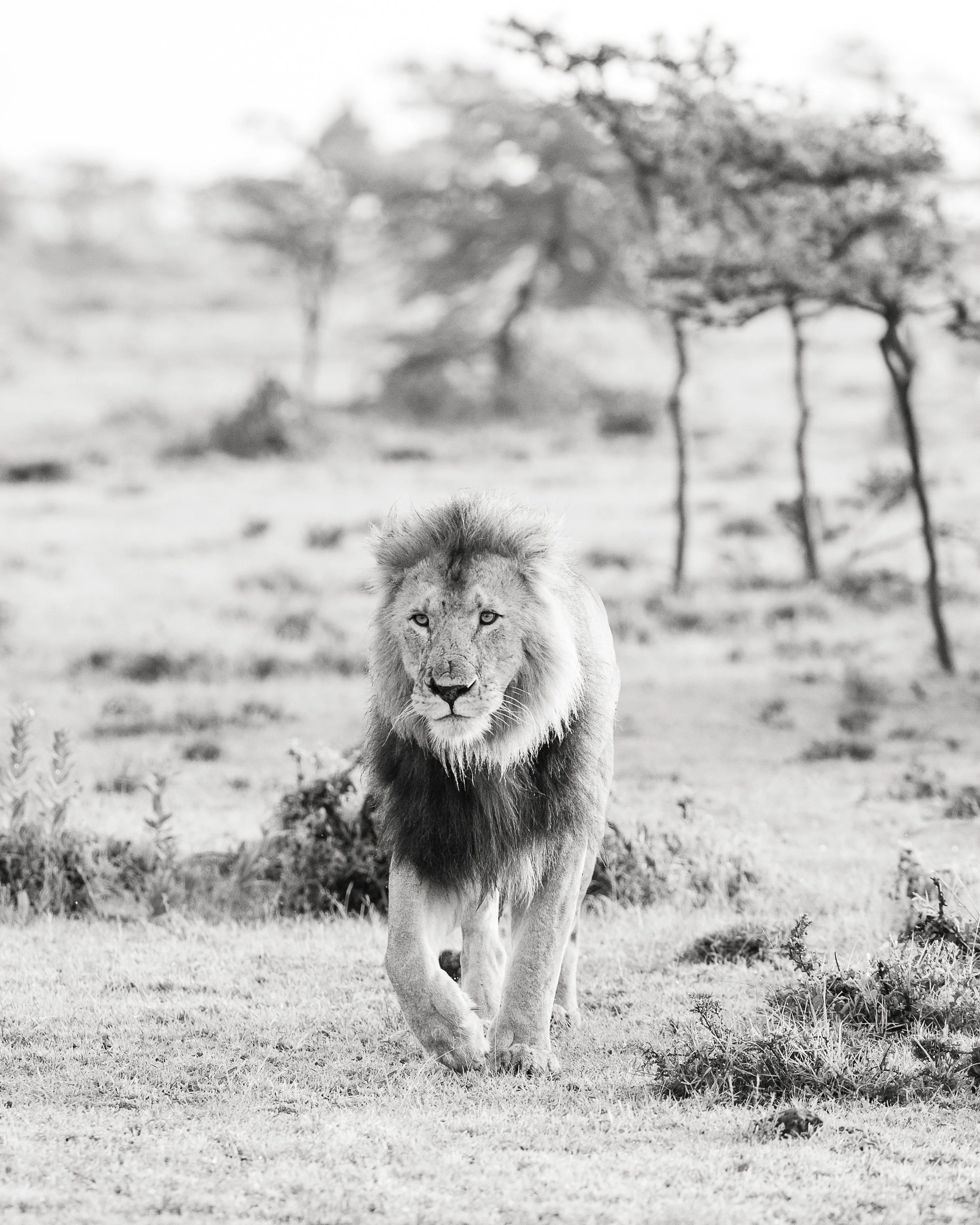 Animals-RMP-102.jpg