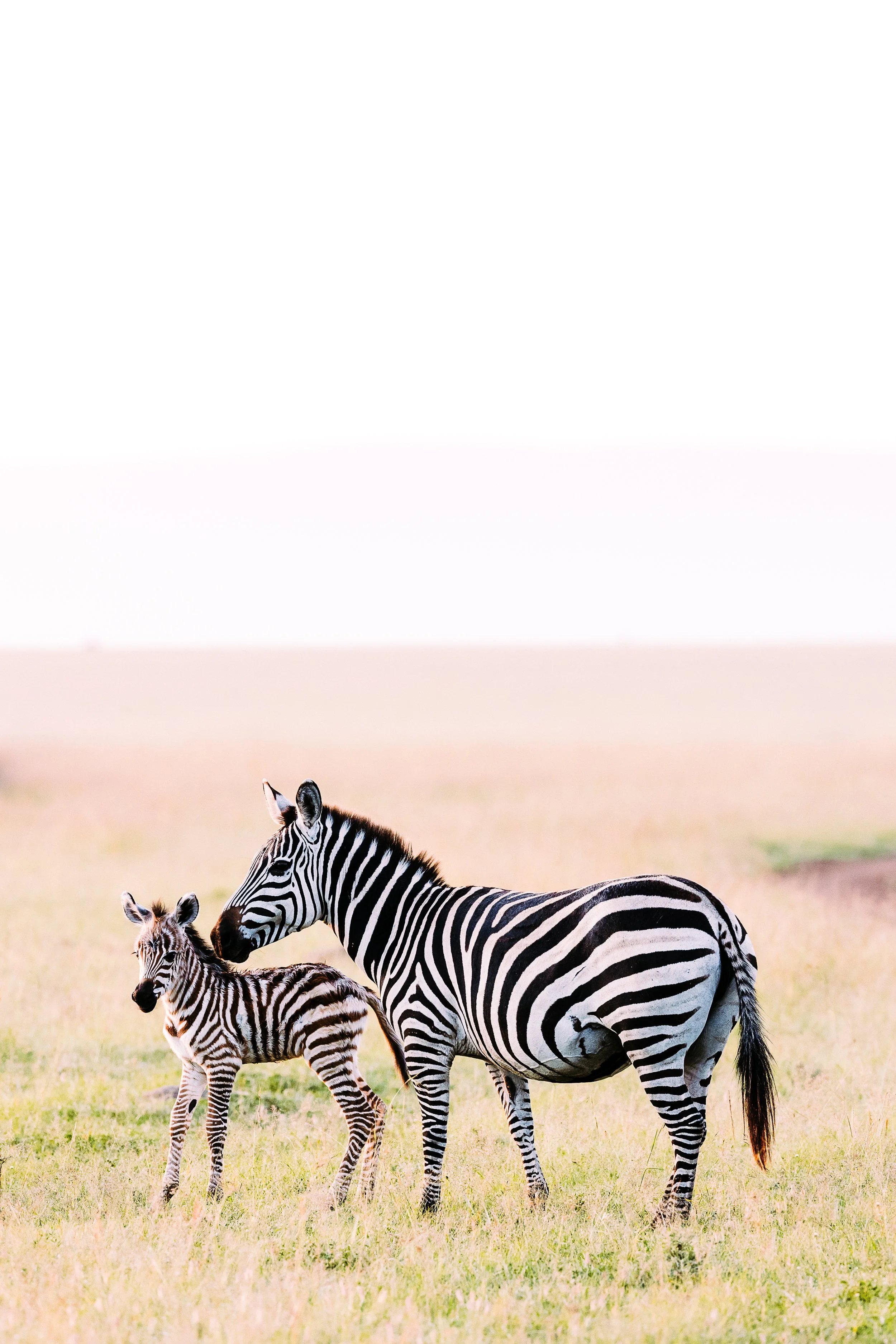 Animals-RMP-98.jpg