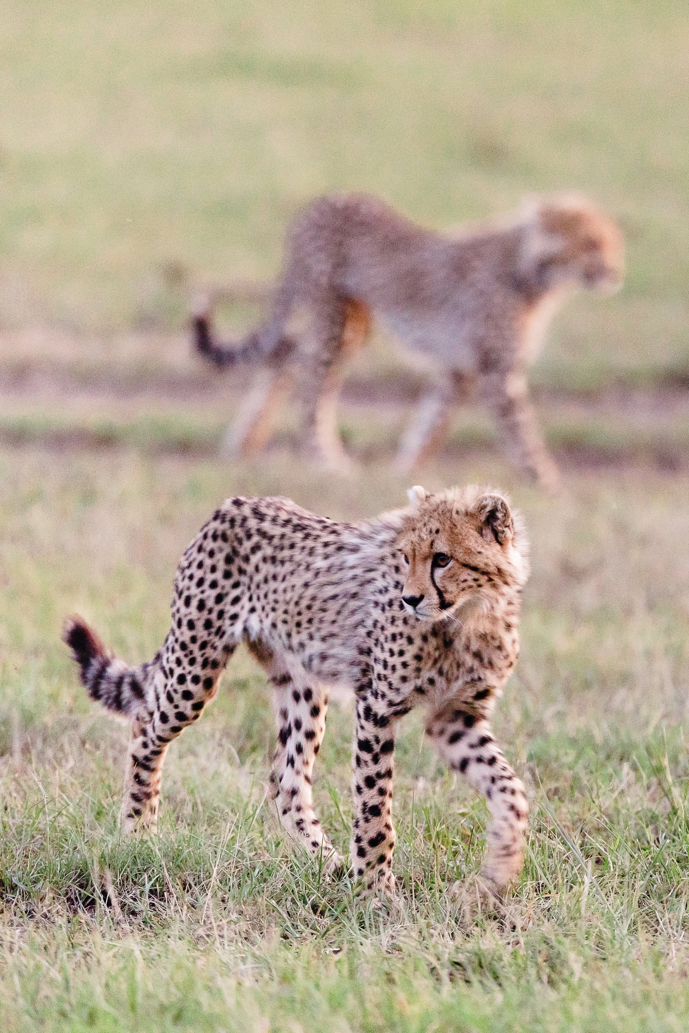 Animals-RMP-92.jpg