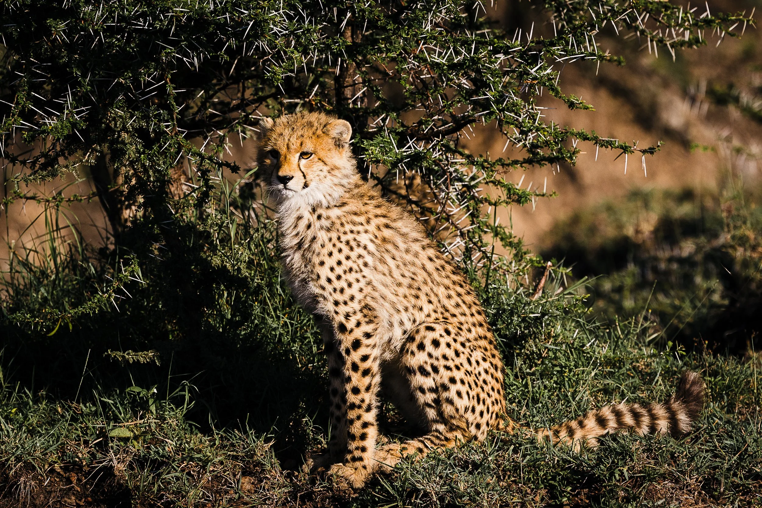 Animals-RMP-59.jpg
