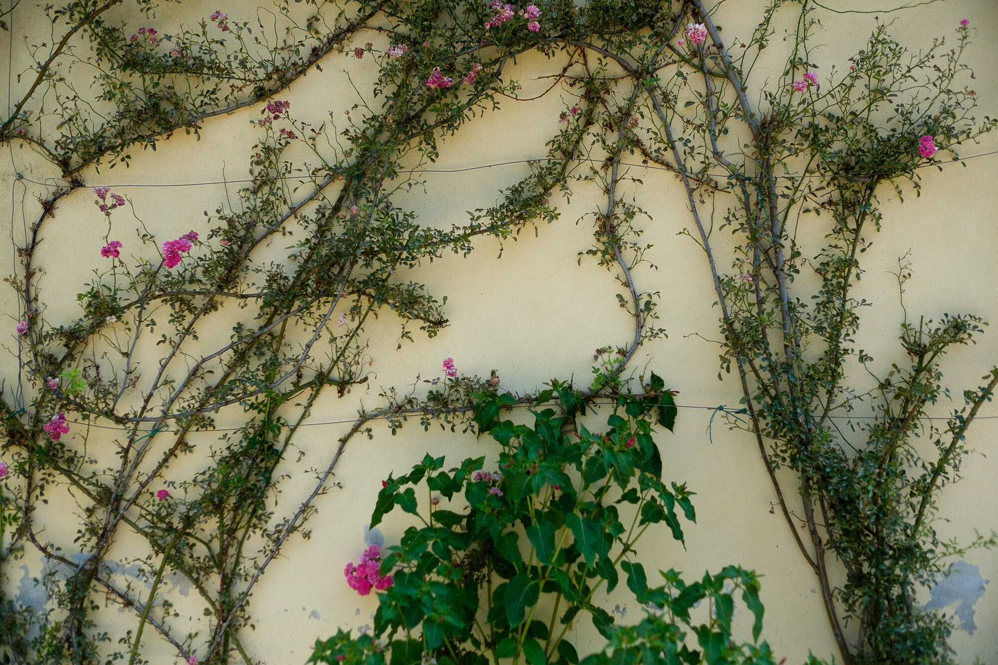  Photographs of some of the details of the Tuscany villa from Elena + Steve’s destination wedding by wedding photographer Scott Williams (www.scottwilliamsphotographer.com) 