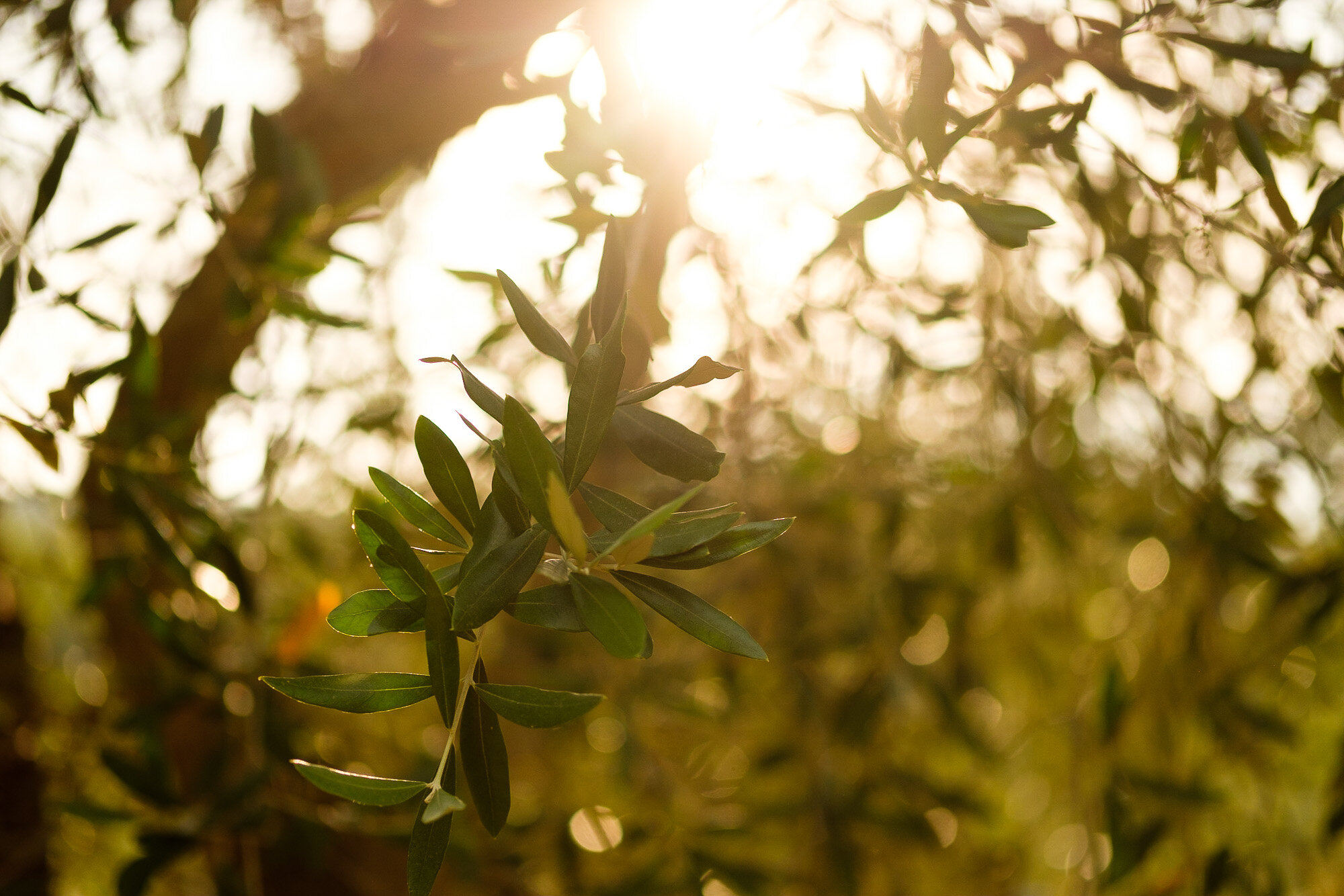  Photographs of some of the details of the Tuscany villa from Elena + Steve’s destination wedding by wedding photographer Scott Williams (www.scottwilliamsphotographer.com) 