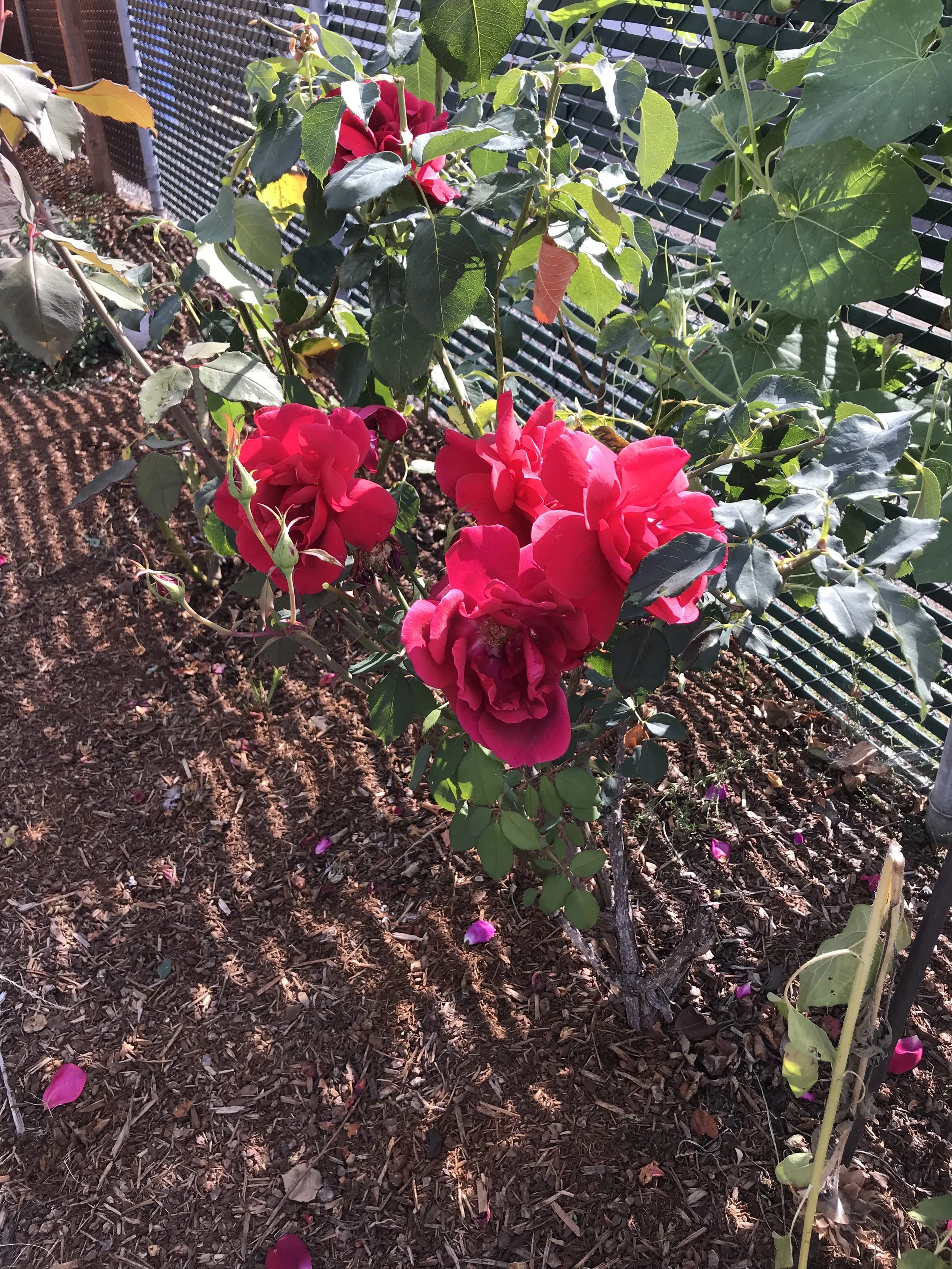 This rose bush is a California transplant, that made it's way to Oregon back in 2001