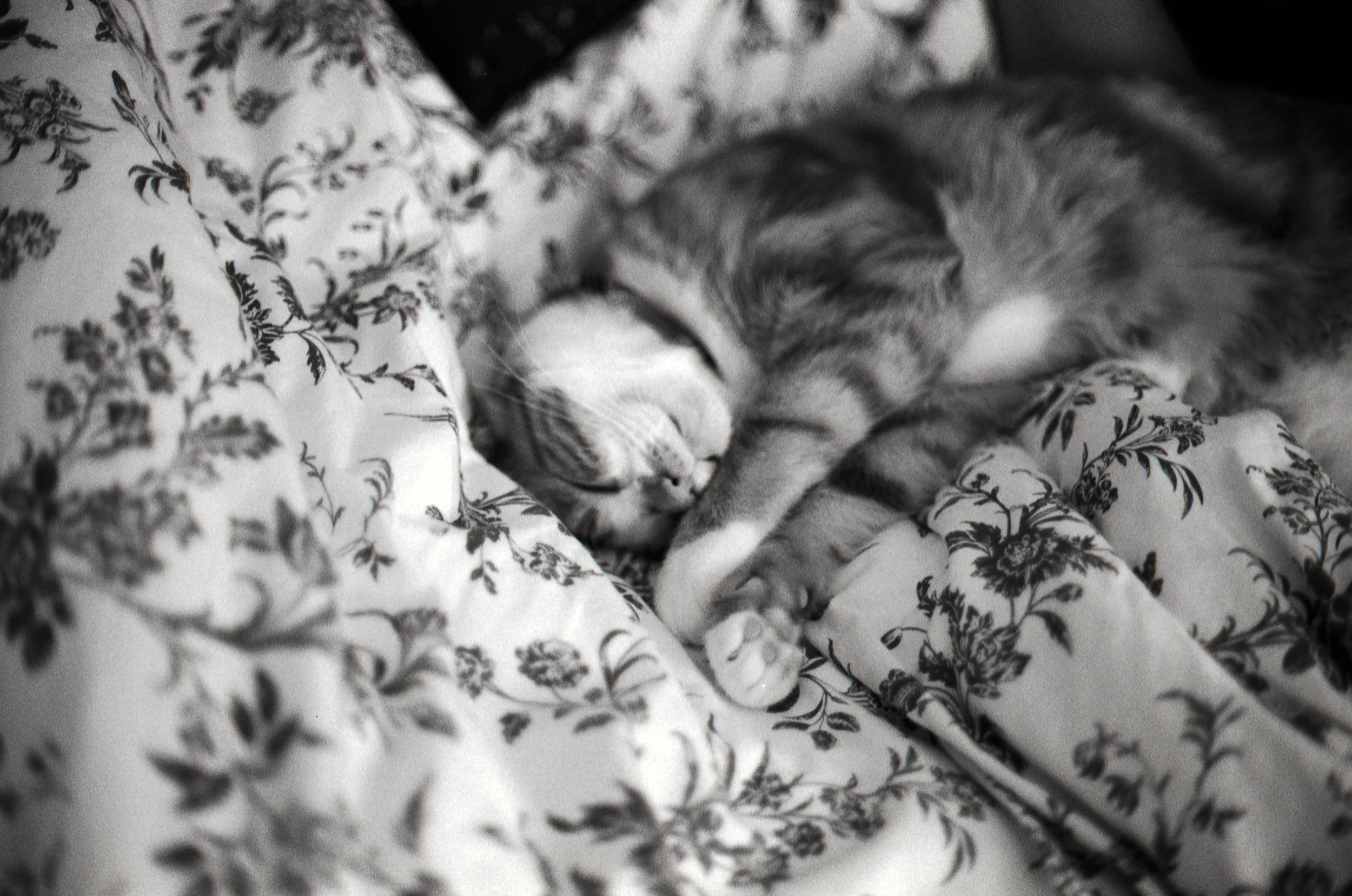 OK, not much to say here other than I caught my cat napping and quickly took a photograph. I think he was so sleepy that day that he didn't even bother to wake-up. 
