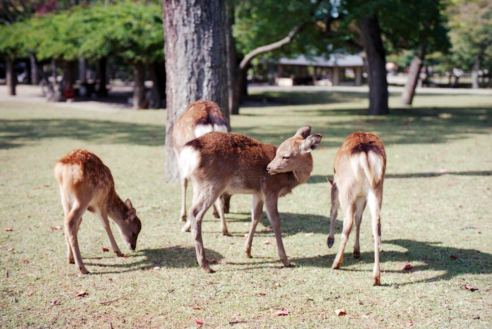 Deer of Nara