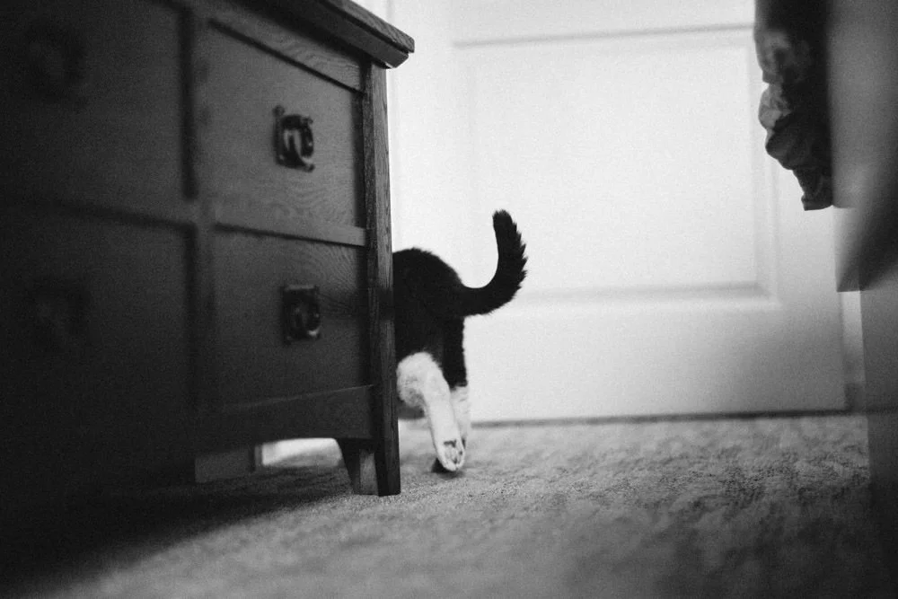 A Documentary Photosession for Tallie the Cat and Her Owners