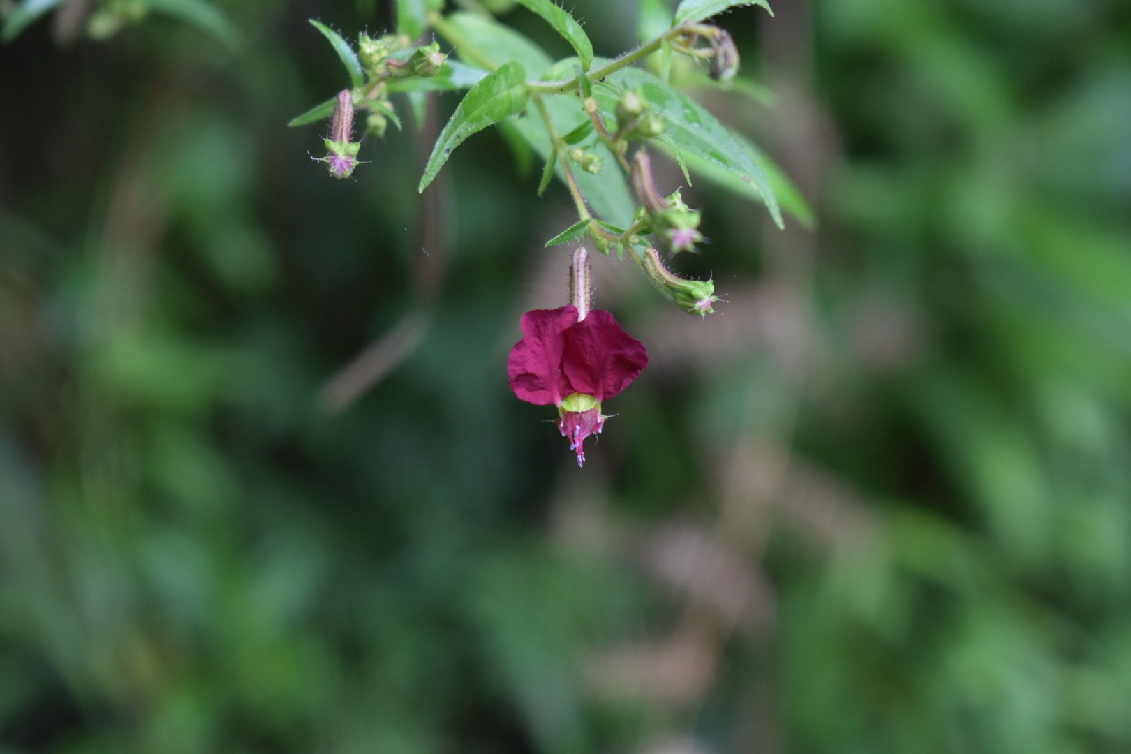 DSC_0289.jpeg