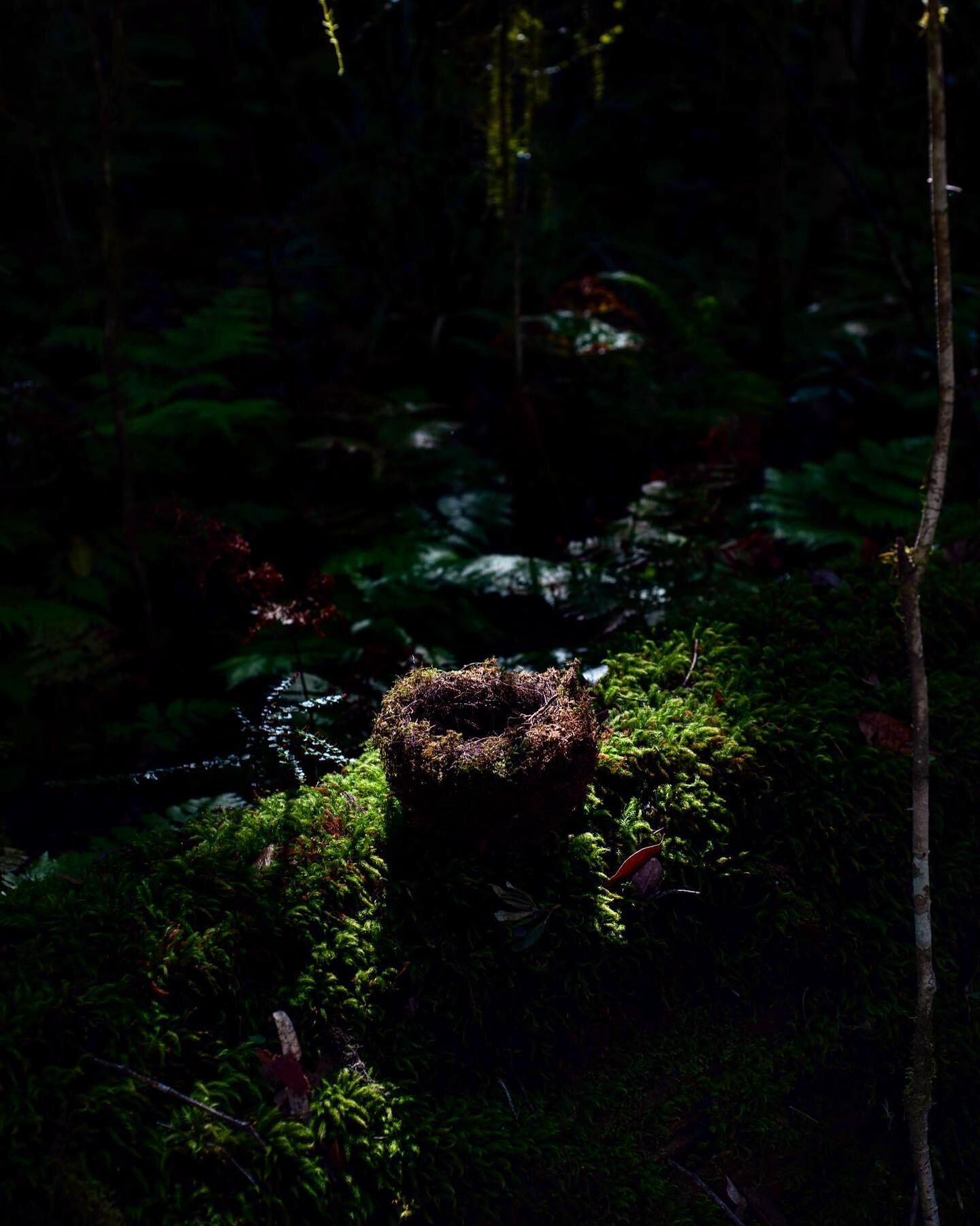 Here in The Barrington Tops National Park I walked past this &lsquo;open cup&rsquo; birds nest. This clever creation originated here in Australia 40 million years ago. According to a study by Macquarie University &lsquo;Australia is host to the ances