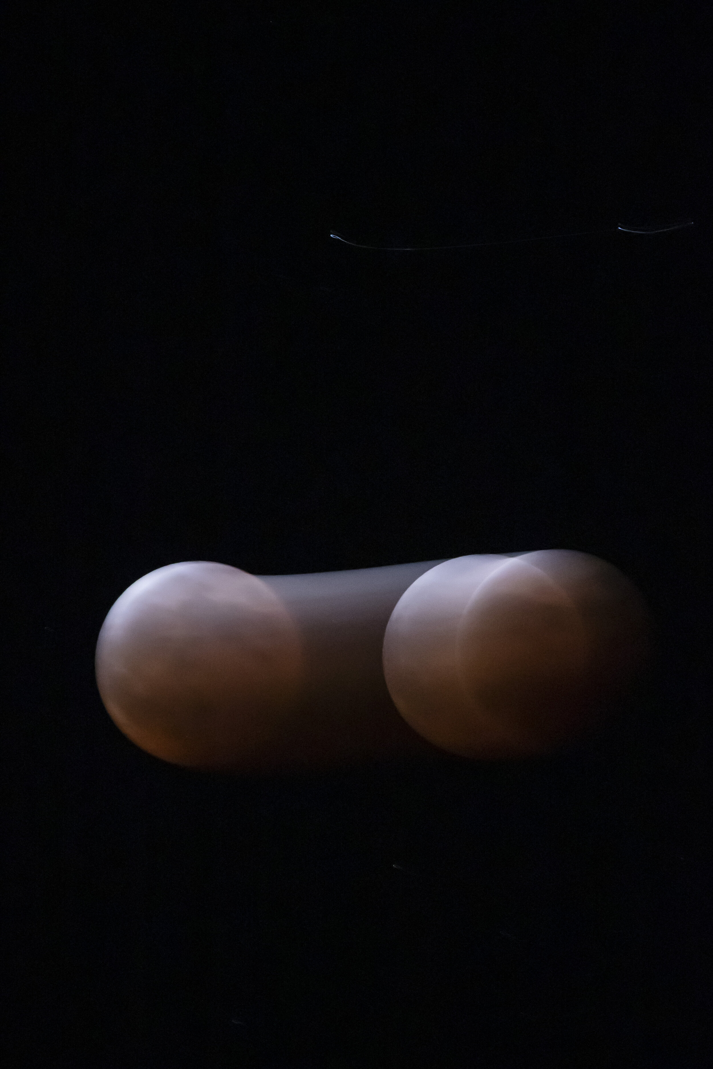 008_Blood_Moon_Sydney_Observatory_credit_Anna_Kucera.jpg