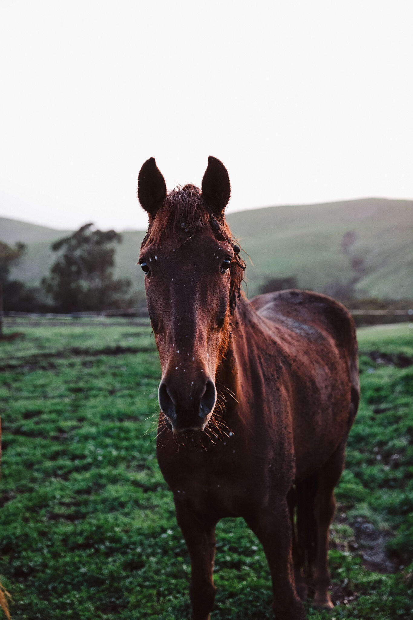 Wedding Photography-Marc Amesse Photography-Cayucos, CA-132.jpg