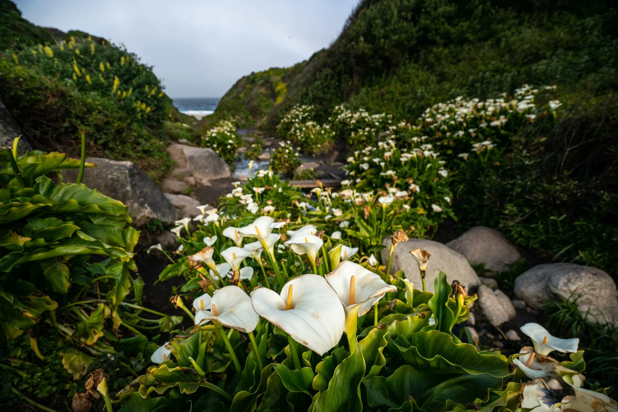 White calla lilies fill a rocky green ravine at Garrapata, with a narrow glimpse of the Pacific Ocean between the slopes.