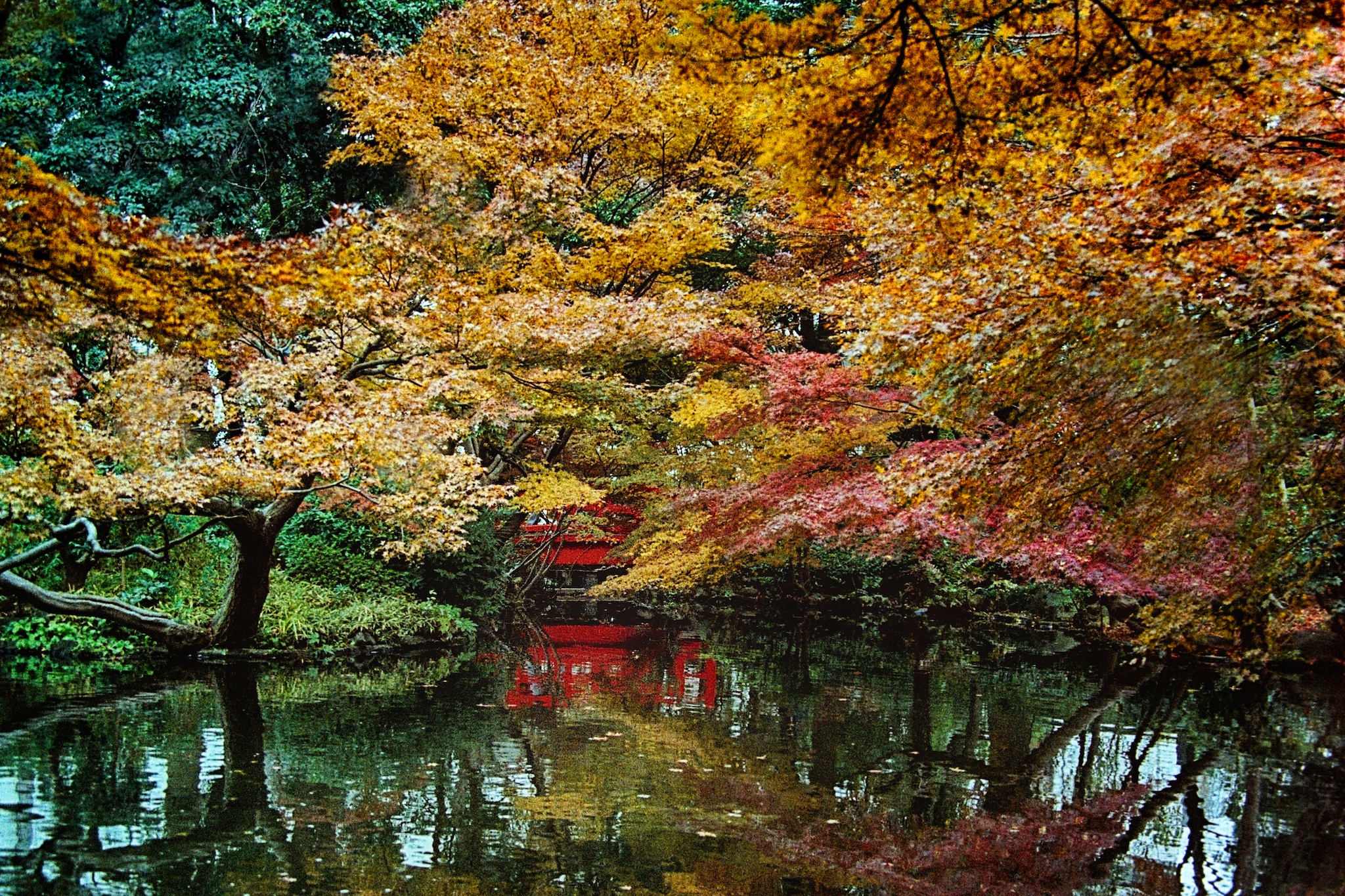 The Colors Of Japan