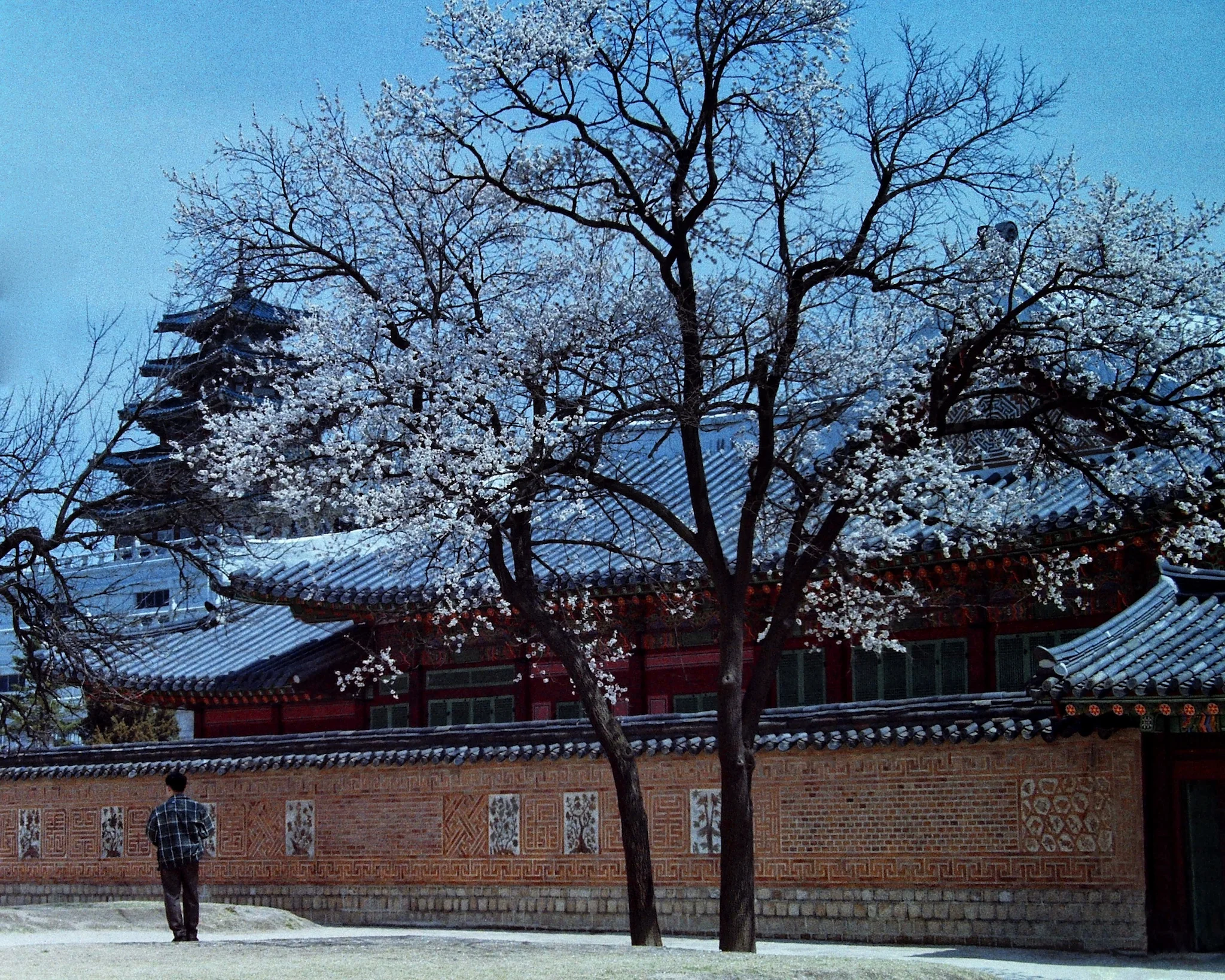 Cherry Blossoms In Seoul