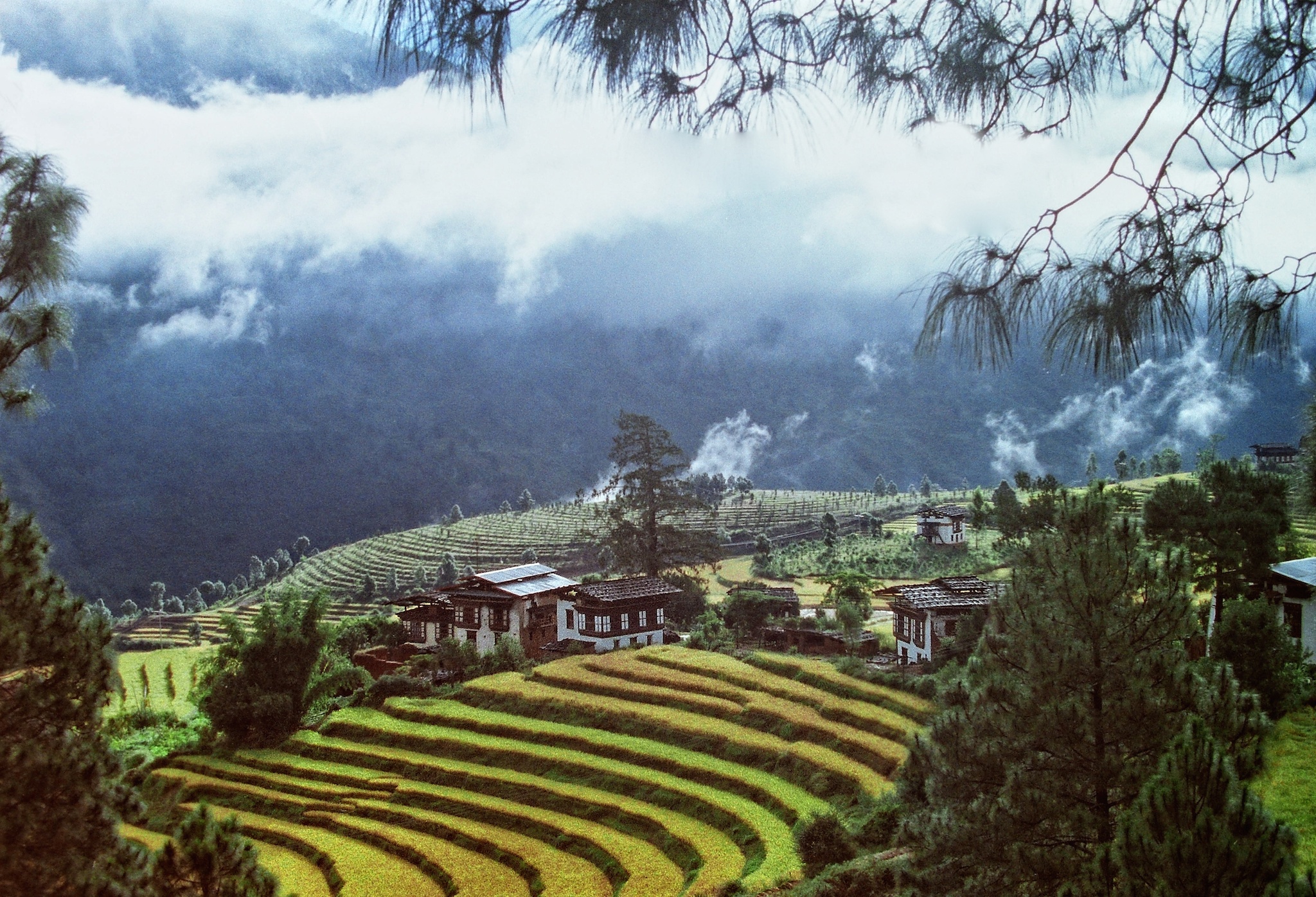 Rice Terraces In Bhutan