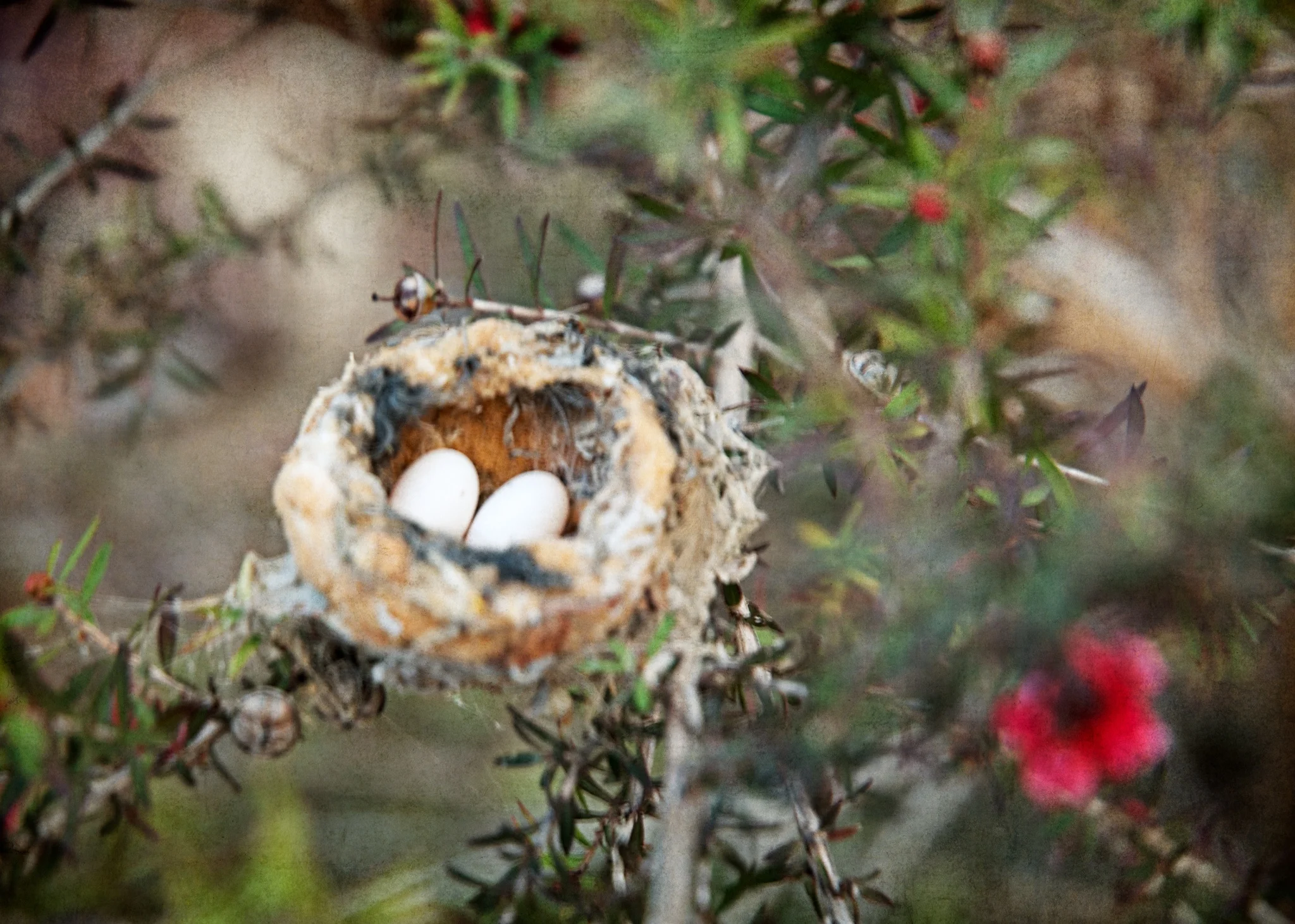 Hummingbirds-To-Be