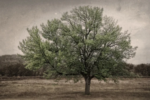 Growing Your Craft In Photography