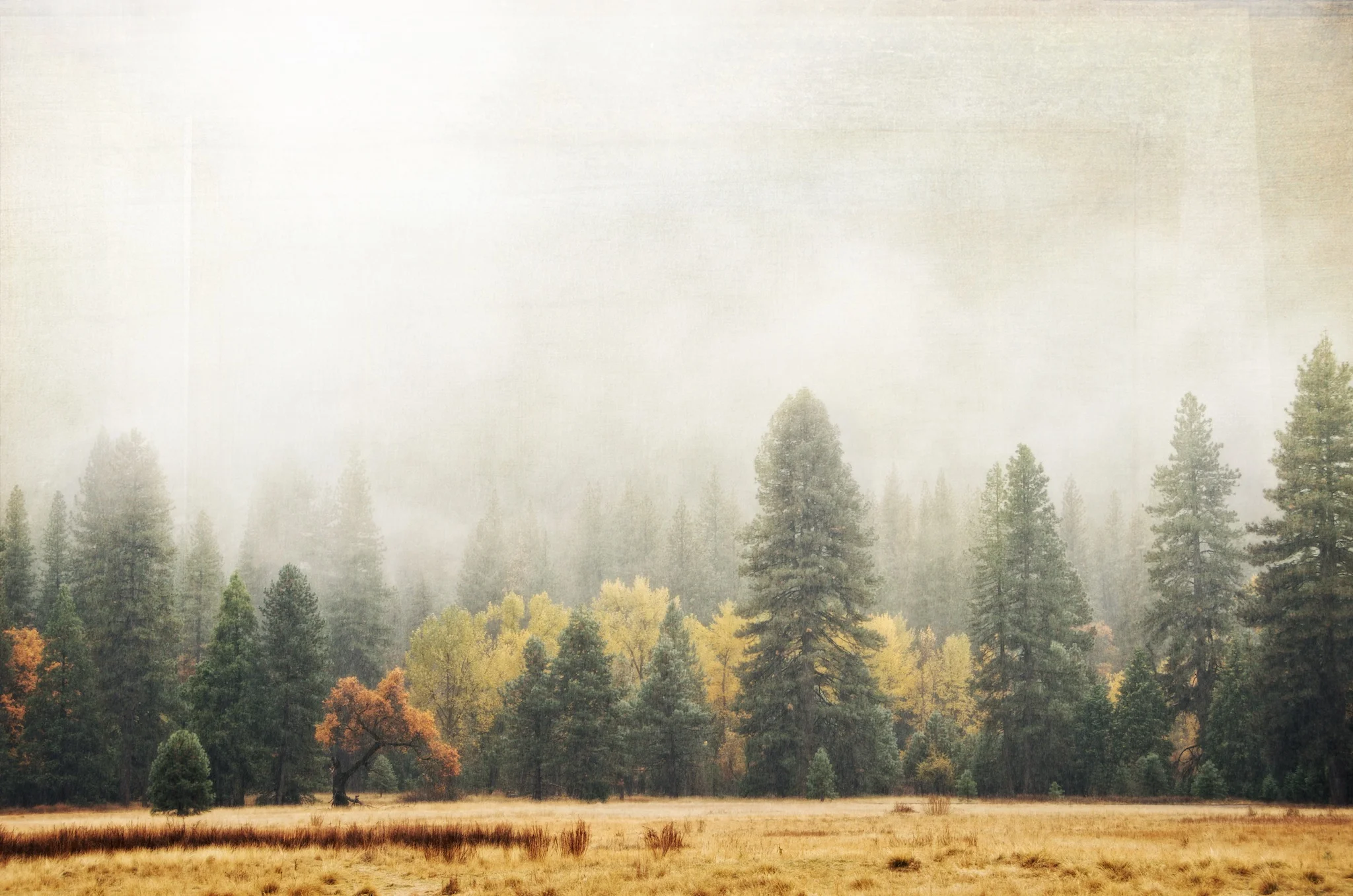 Rain In Yosemite