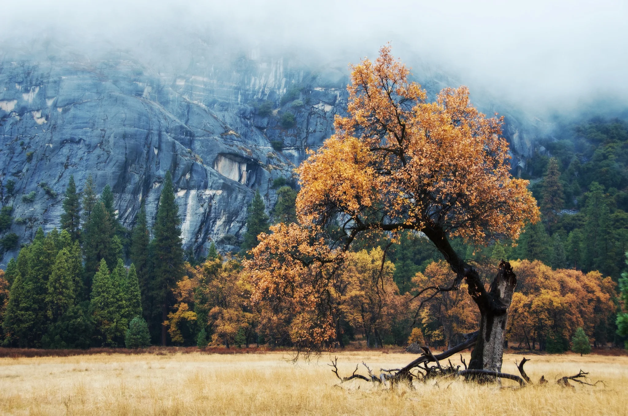 Tree In The Valley