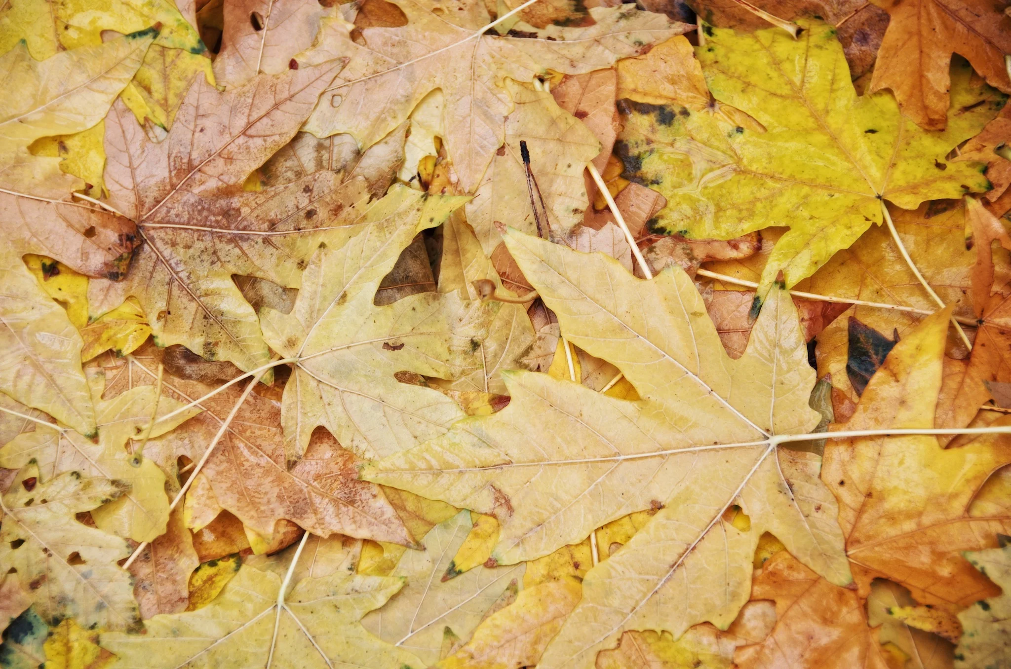 Autumn Leaves