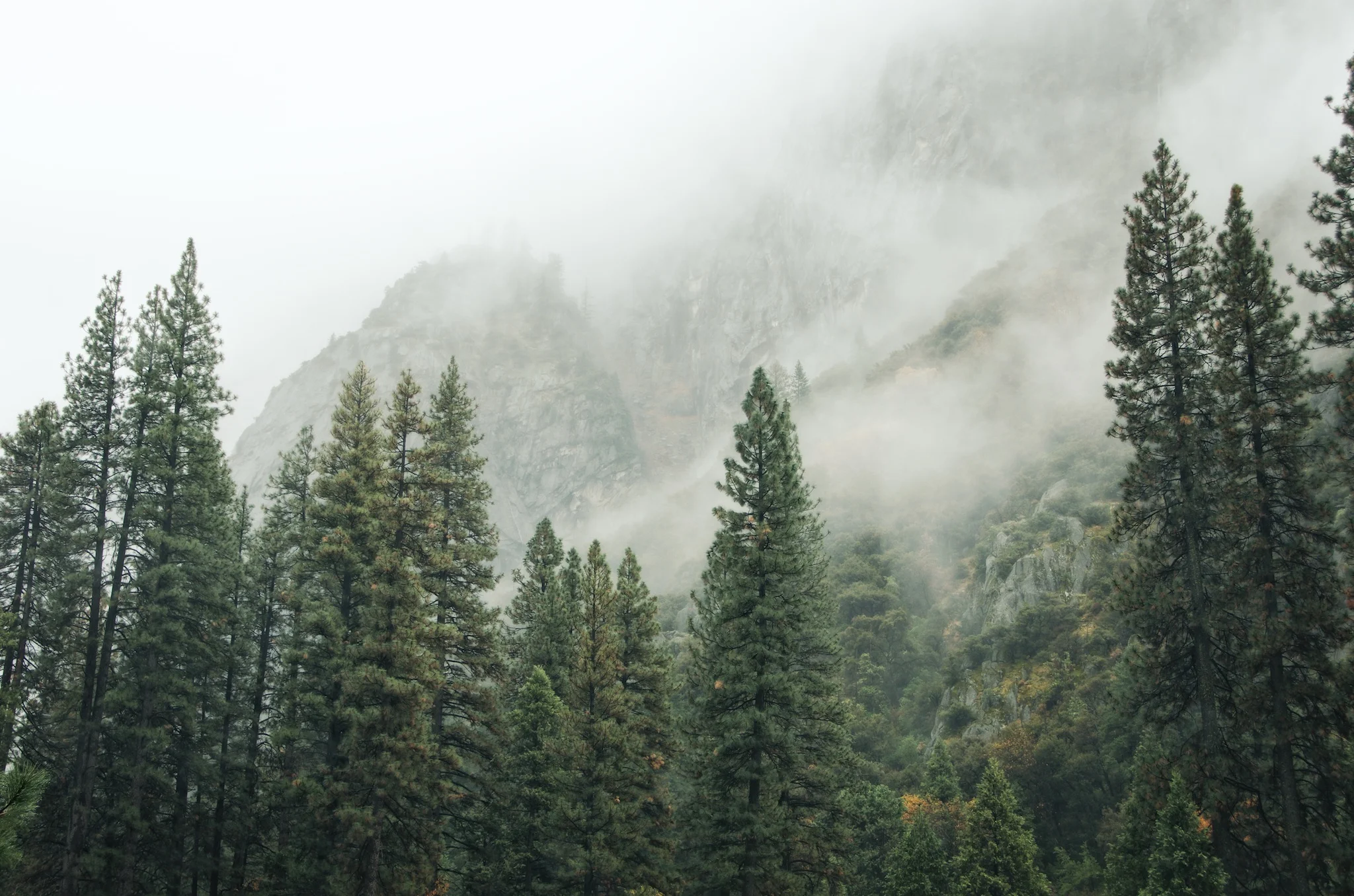Fog Rolls In
