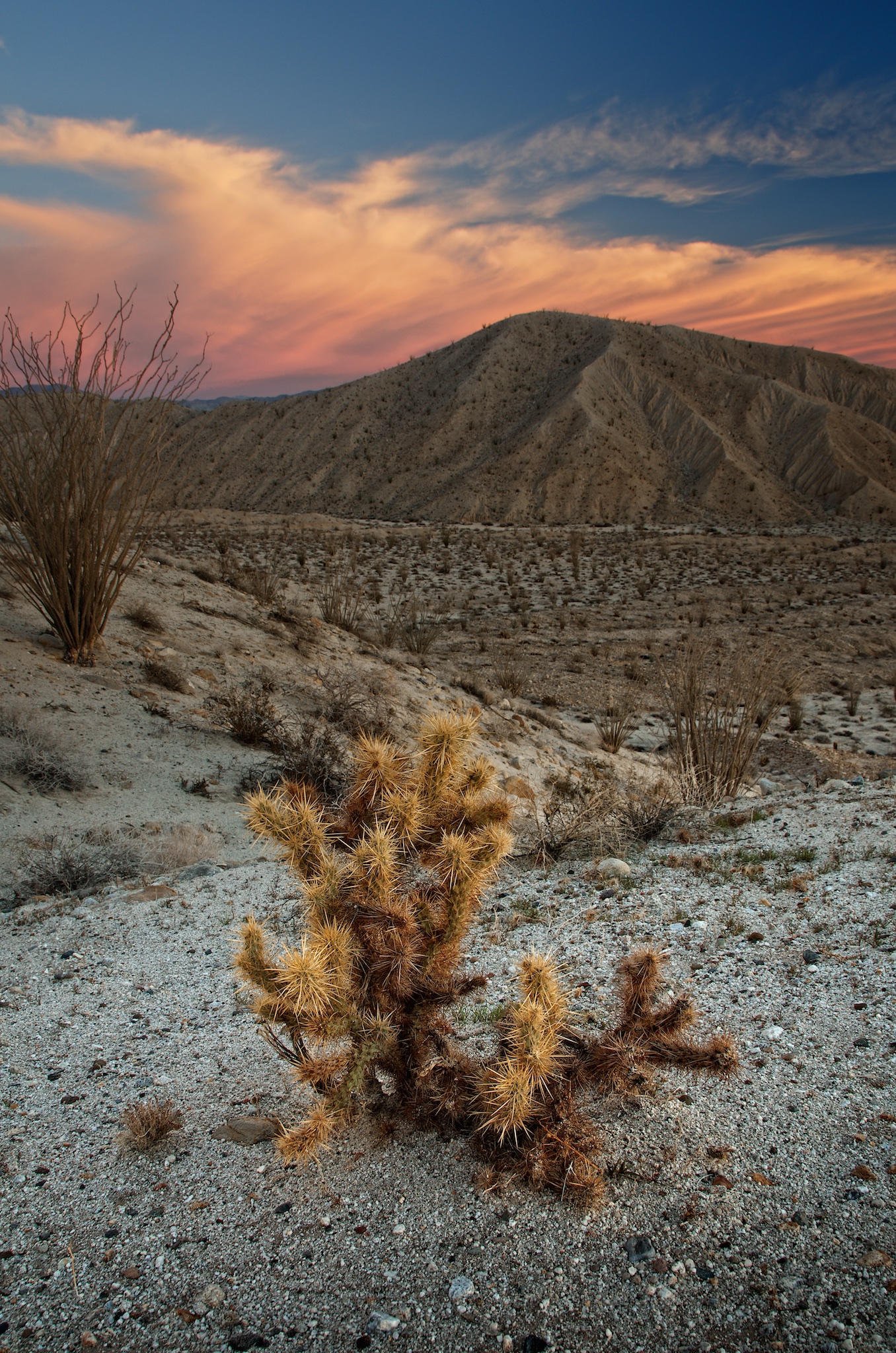 Carizzo Cactus
