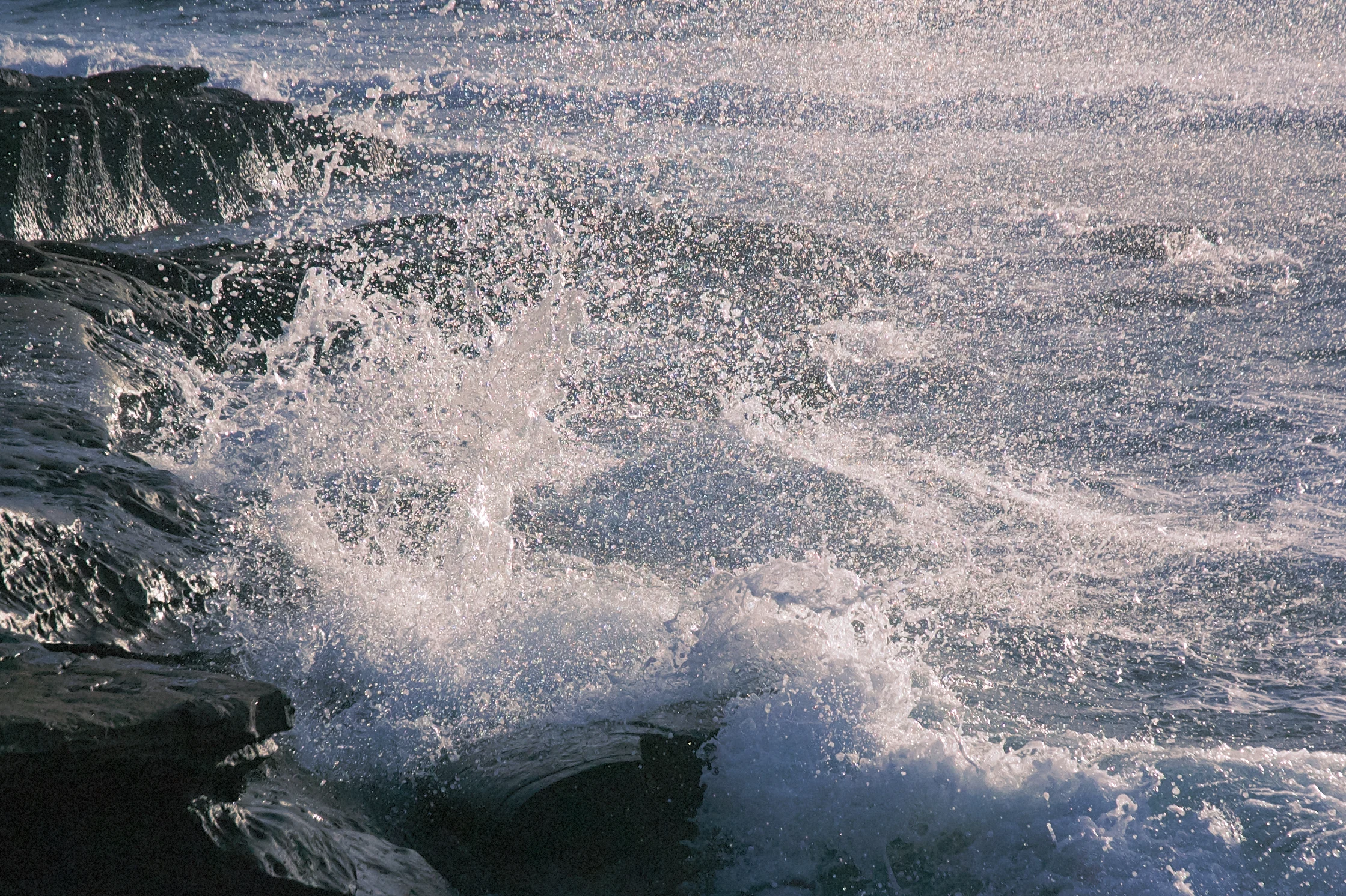 In The Field: Tide Pools in La Jolla