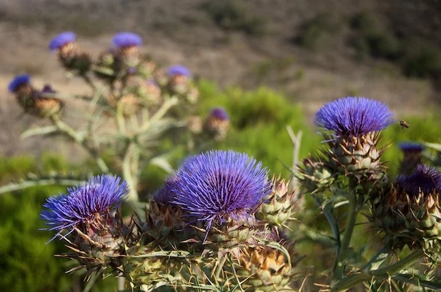 A Month Of San Diego - Blooms In Penasquitos Canyon