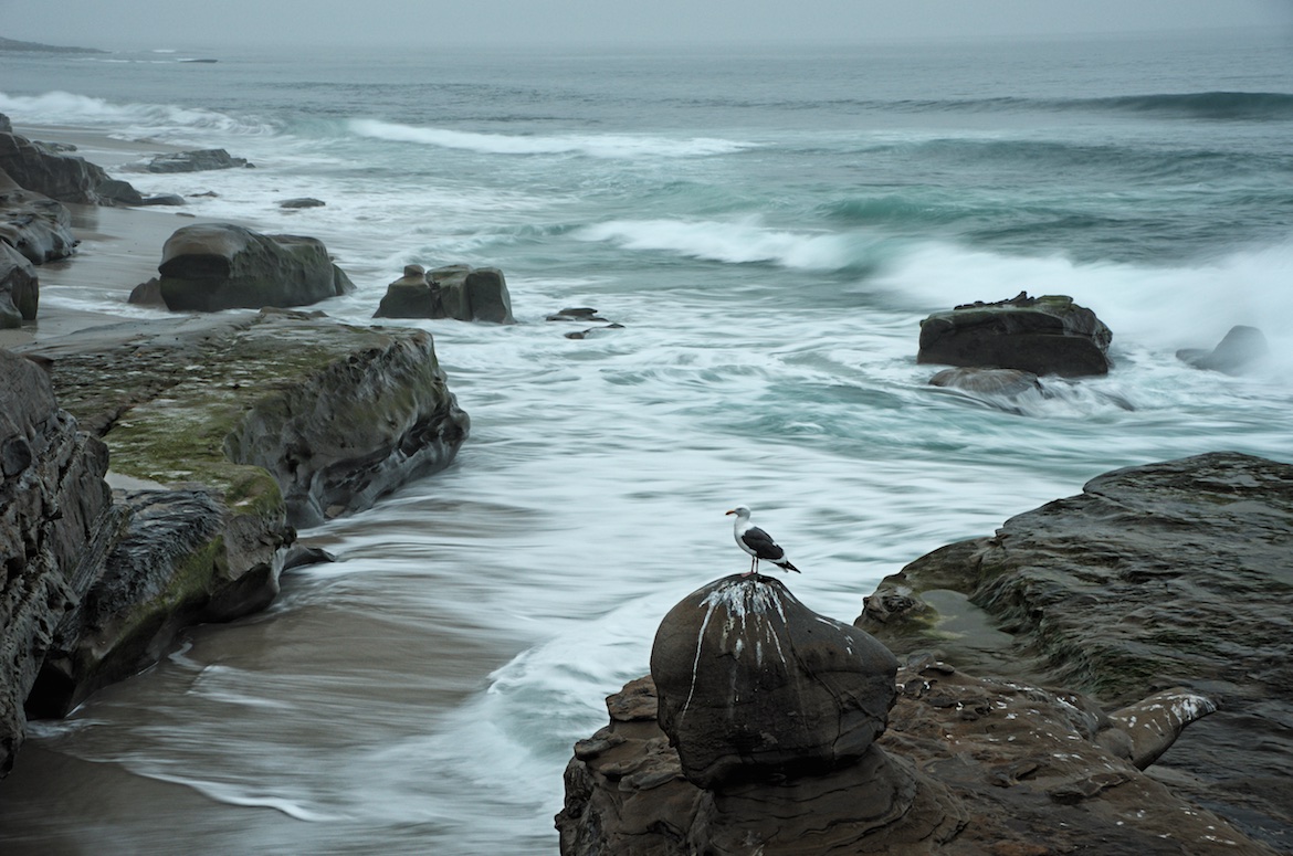 Seagull In La Jolla, San Diego