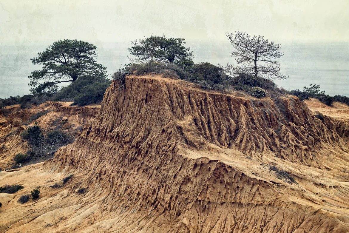 In The Field: Torrey Pines Reserve
