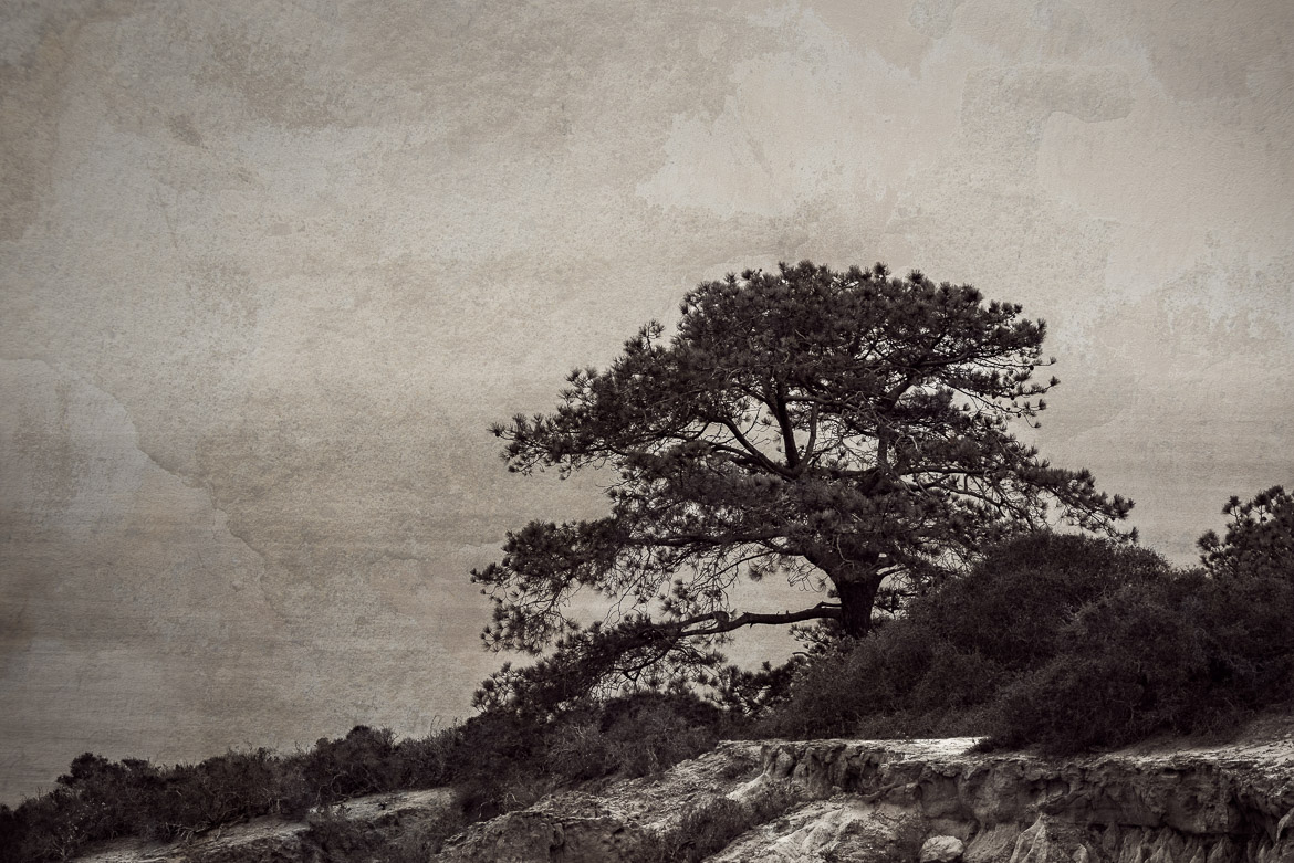 A Lone Torrey Pine