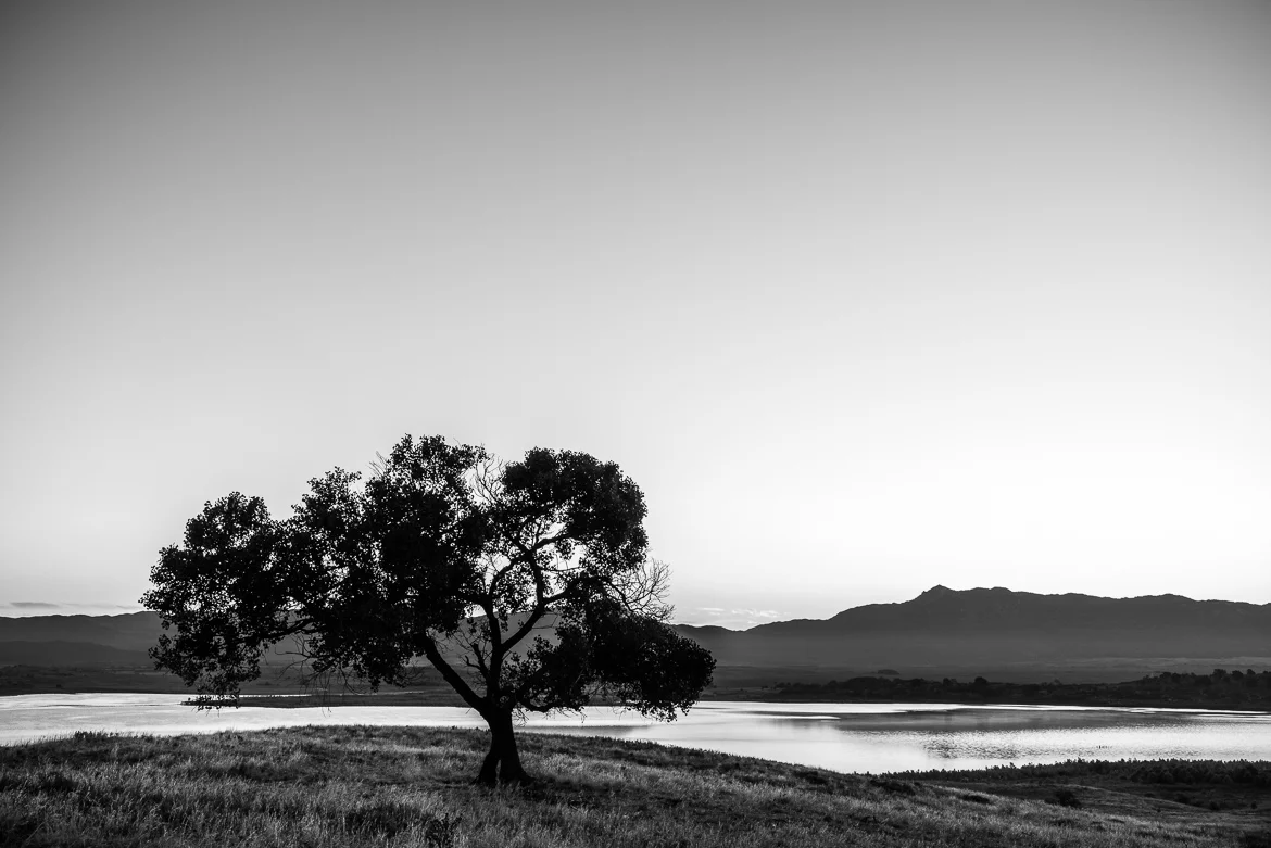 Tree At Lake Henshaw