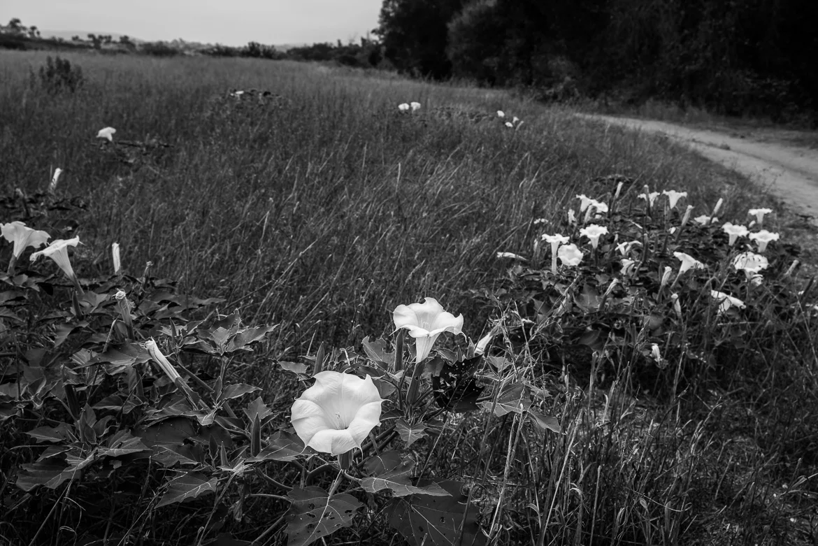 Flowers, Penasquitos Canyon