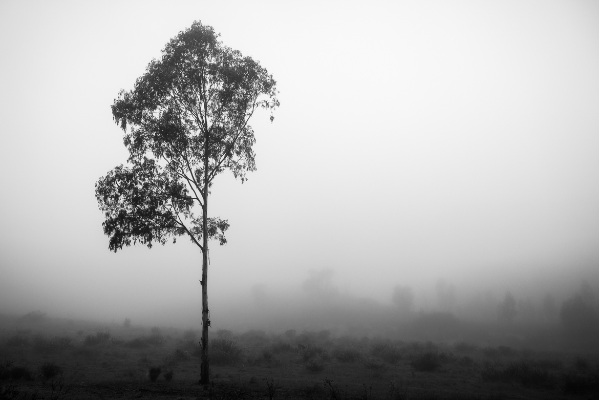 Lone Soul