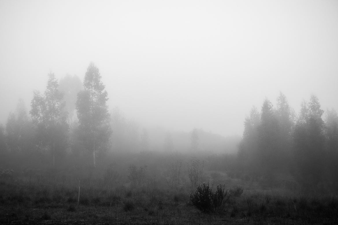 Valley Of Fog