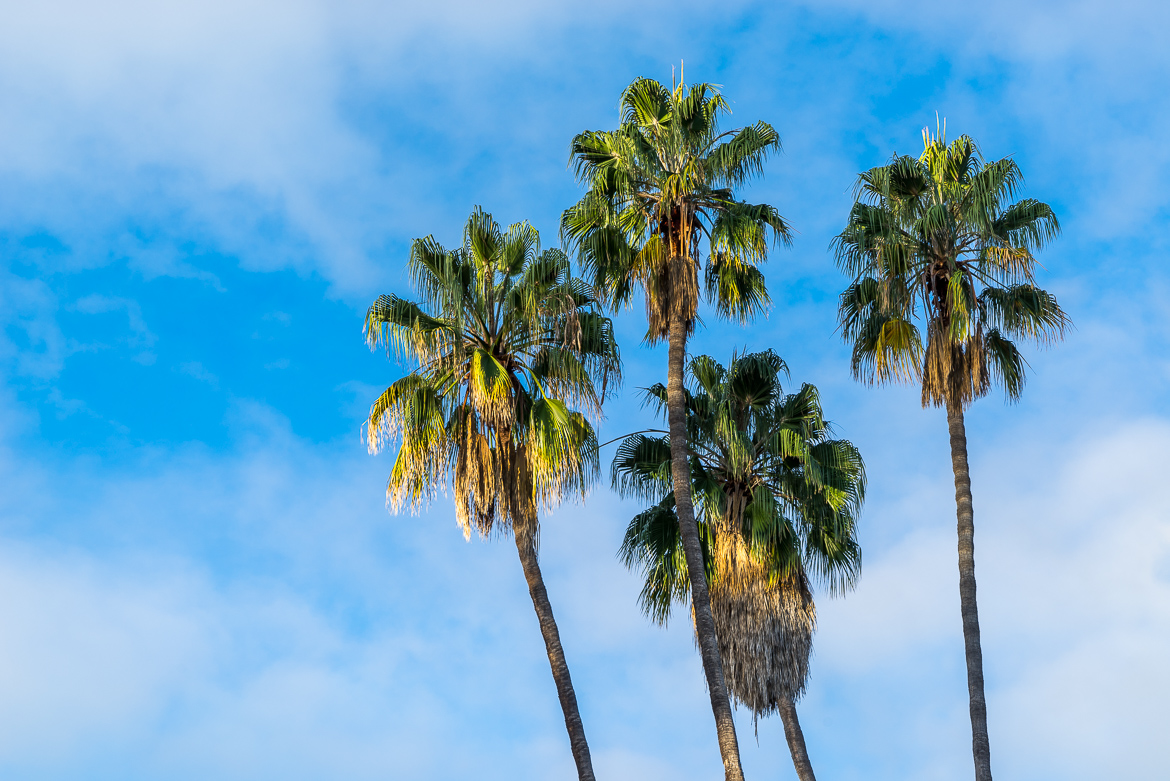 Four Palms