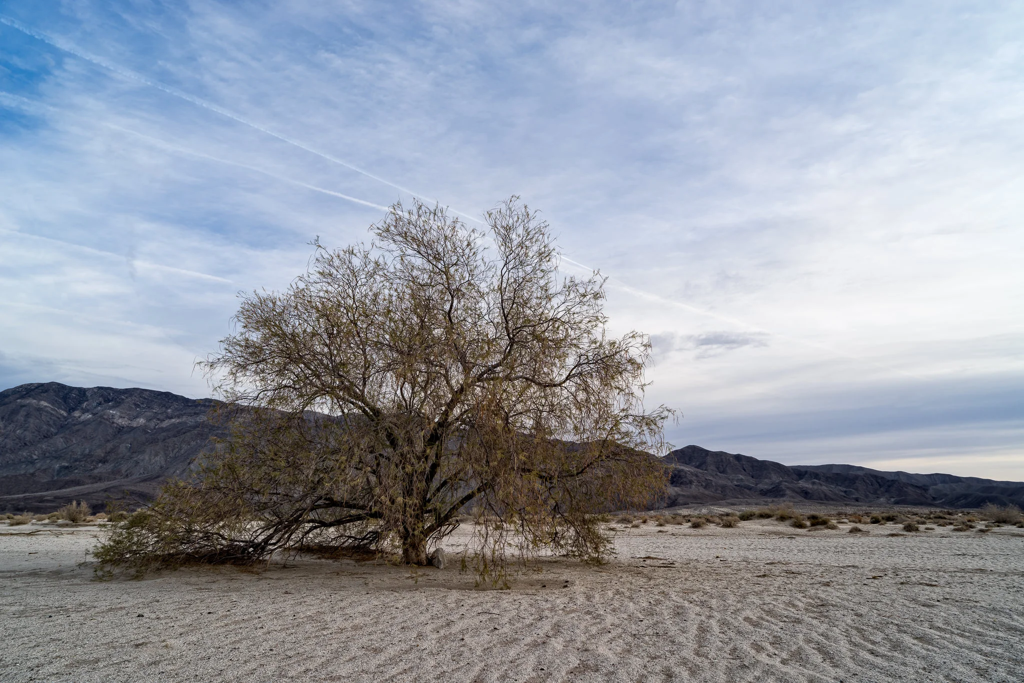 Tree, Anza Borrego