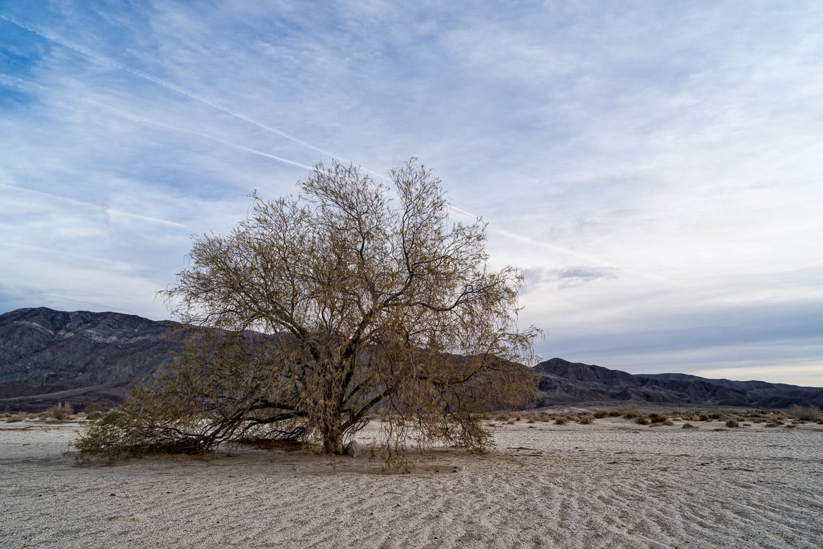 Tree, Anza Borrego