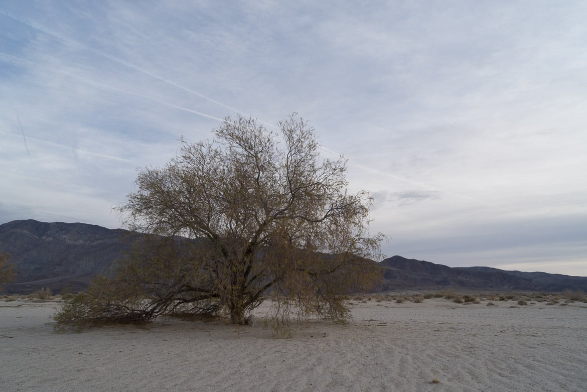 Tree, Anza Borrego