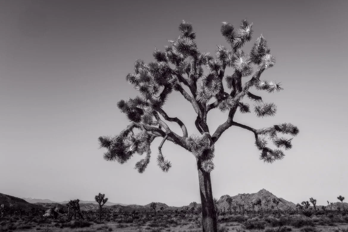 Joshua Tree