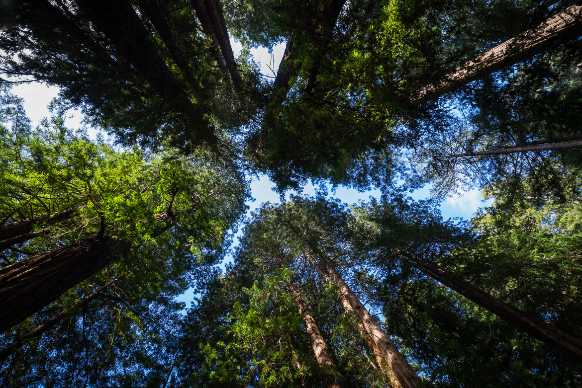 An Ewok's View