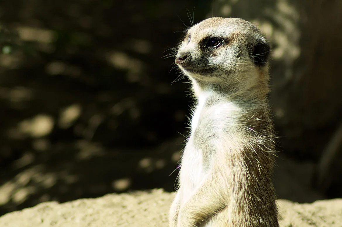 The Guardian, A Month Of San Diego, Day 6 of 31