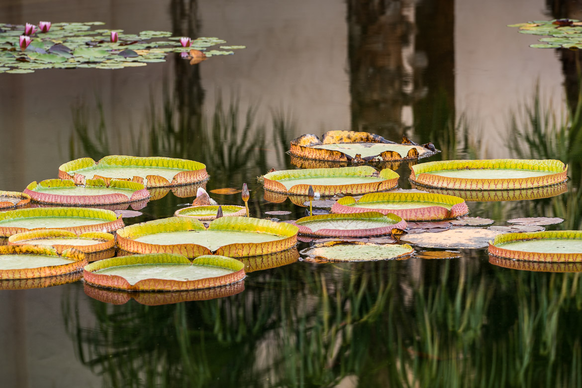 Lily Pads In Balboa Park, A Month Of San Diego, Day 11 of 31