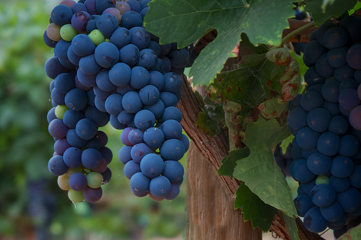 Bernardo Winery, A Month Of San Diego, Day 12 of 31