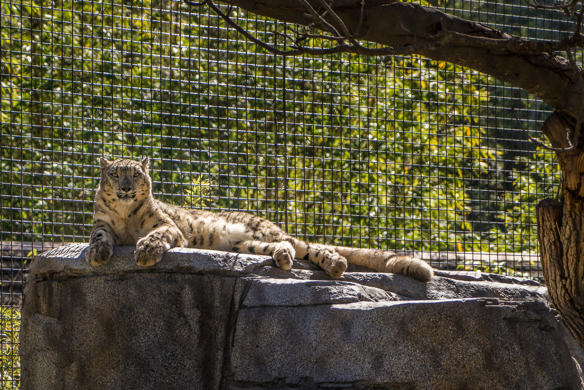 Leopard, A Month Of San Diego, Day 17 of 31